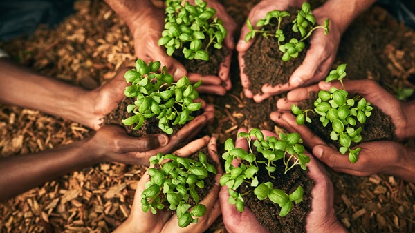mani con germogli di piante